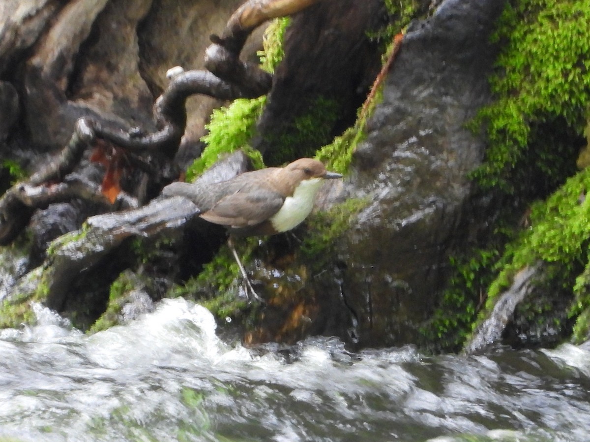 White-throated Dipper - ML635597904