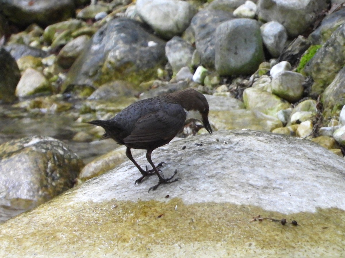 White-throated Dipper - ML635597906