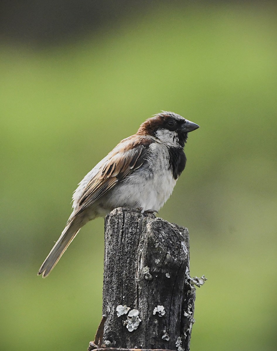 家麻雀 - ML635598002