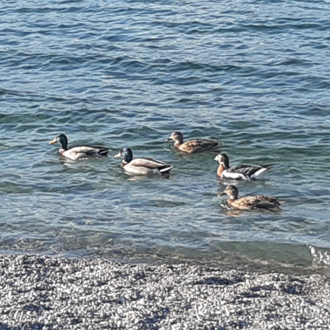 Red-breasted Goose - ML635598021