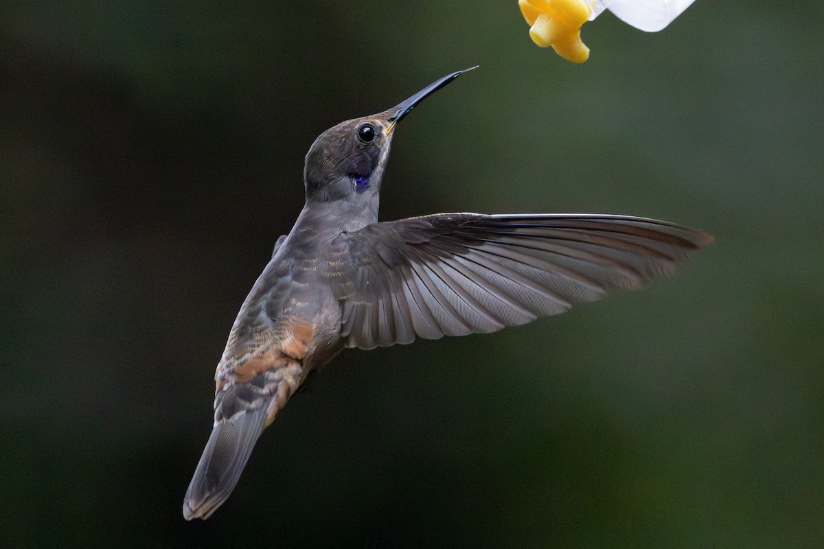 Brown Violetear - ML635598030
