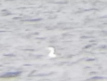 Red-throated Loon - ML635598086