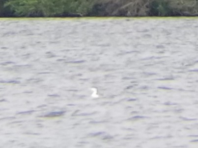 Red-throated Loon - ML635598087