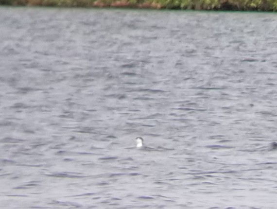 Red-throated Loon - ML635598088