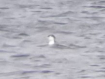 Red-throated Loon - ML635598089