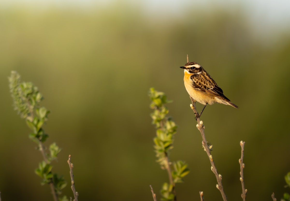 Whinchat - ML635598178