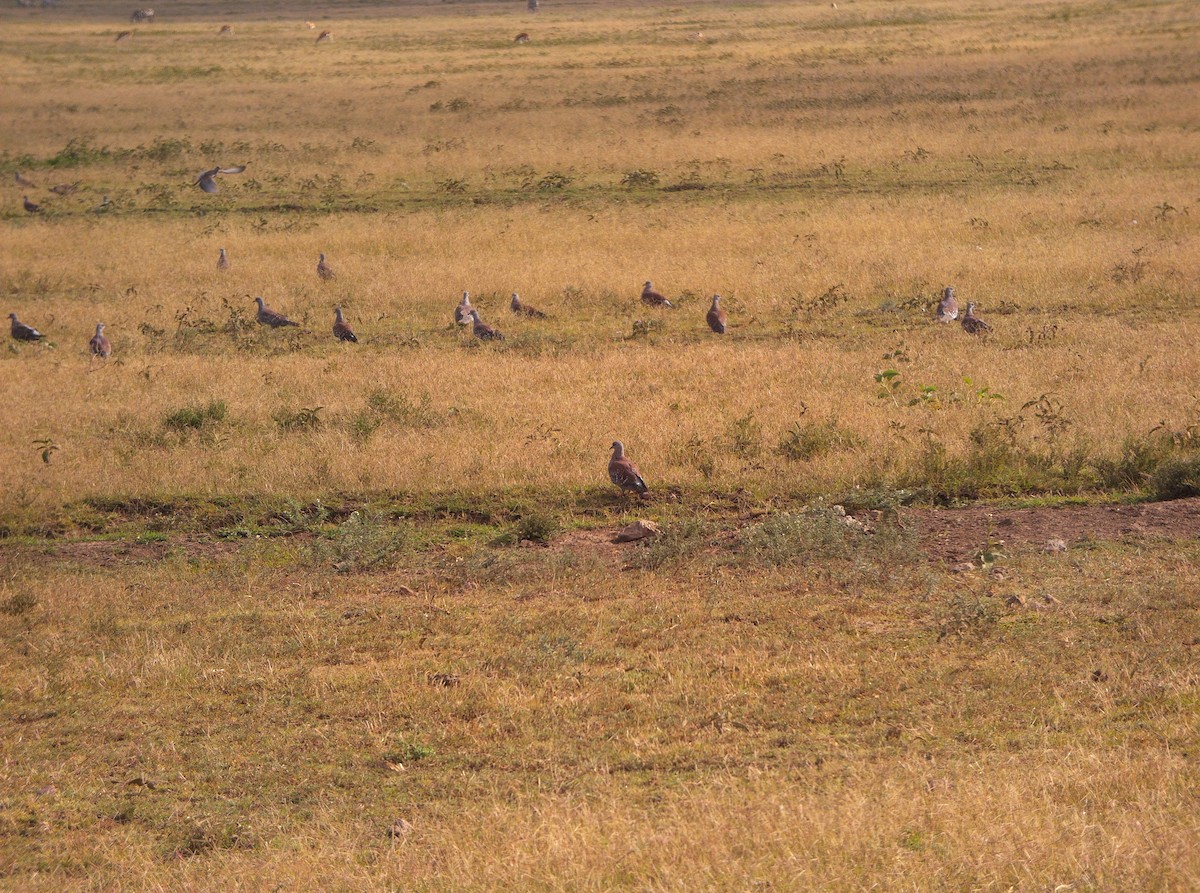 Speckled Pigeon - ML635598188