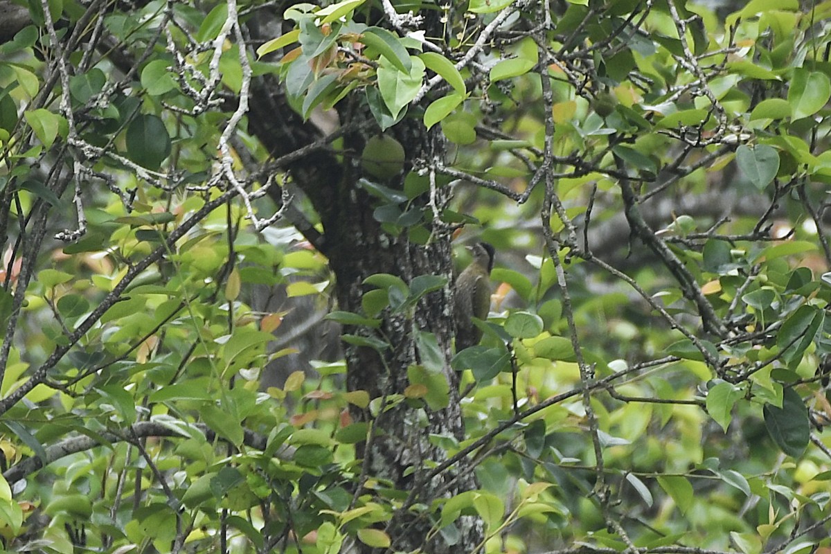 Streak-throated Woodpecker - ML635598204