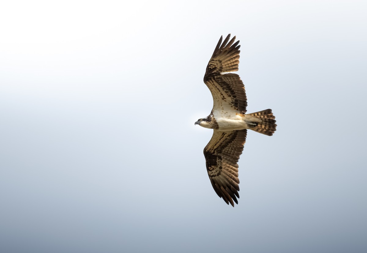 Osprey - ML635598266