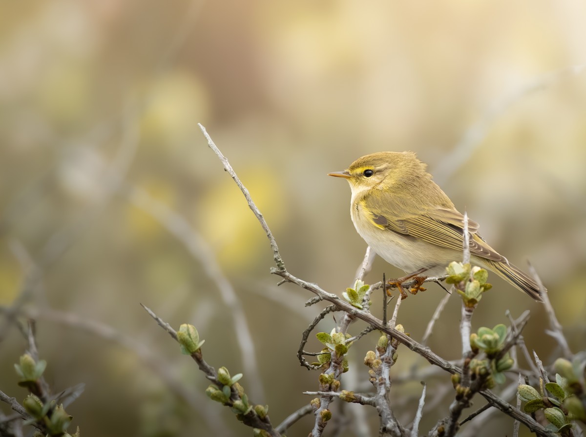 Willow Warbler - ML635598273