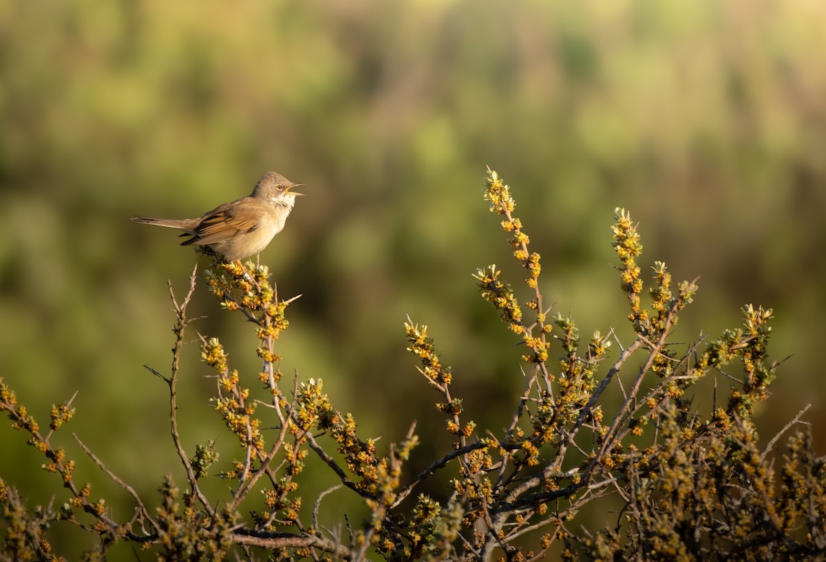 Greater Whitethroat - ML635598283