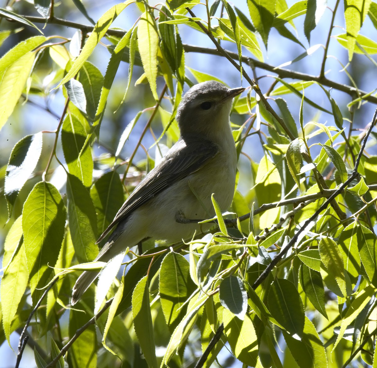 Eastern Warbling Vireo - ML635598324