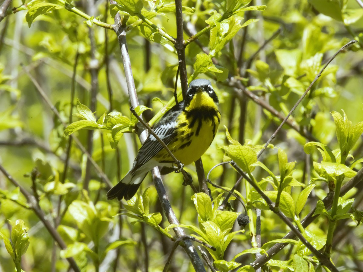 Magnolia Warbler - ML635598334