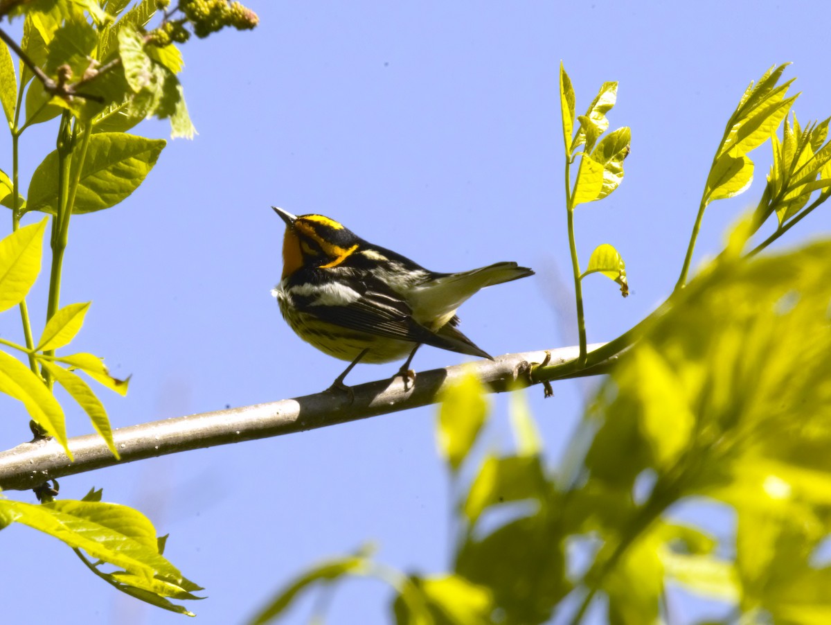Blackburnian Warbler - ML635598337