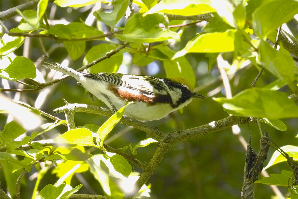 Chestnut-sided Warbler - ML635598339