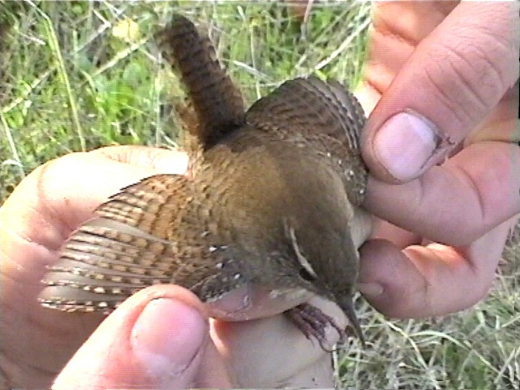 Eurasian Wren - ML635598342