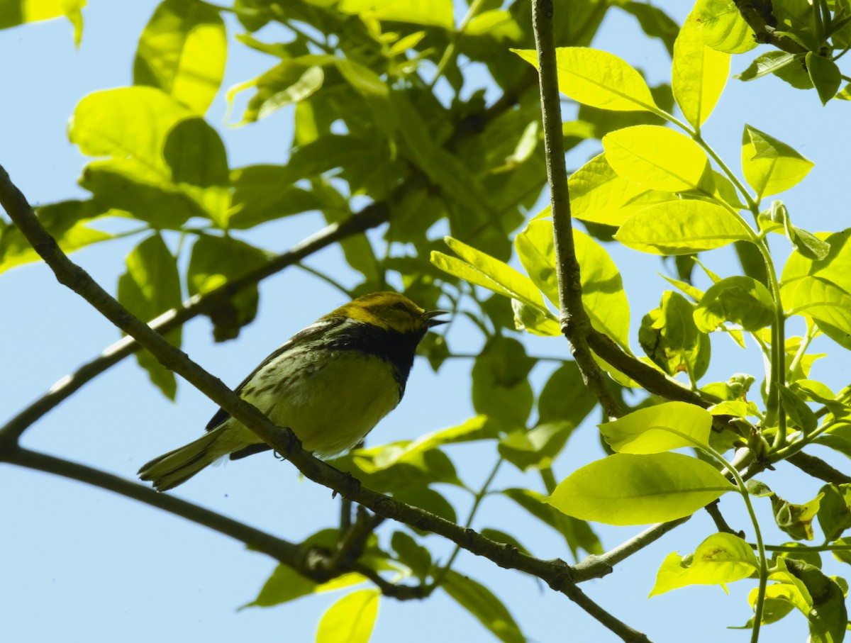 Black-throated Green Warbler - ML635598351