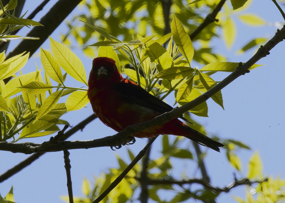 Scarlet Tanager - ML635598382