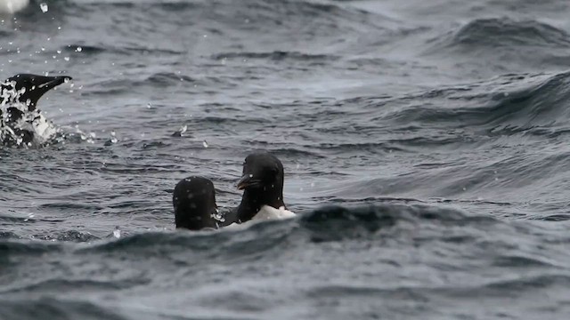 Thick-billed Murre - ML635598387