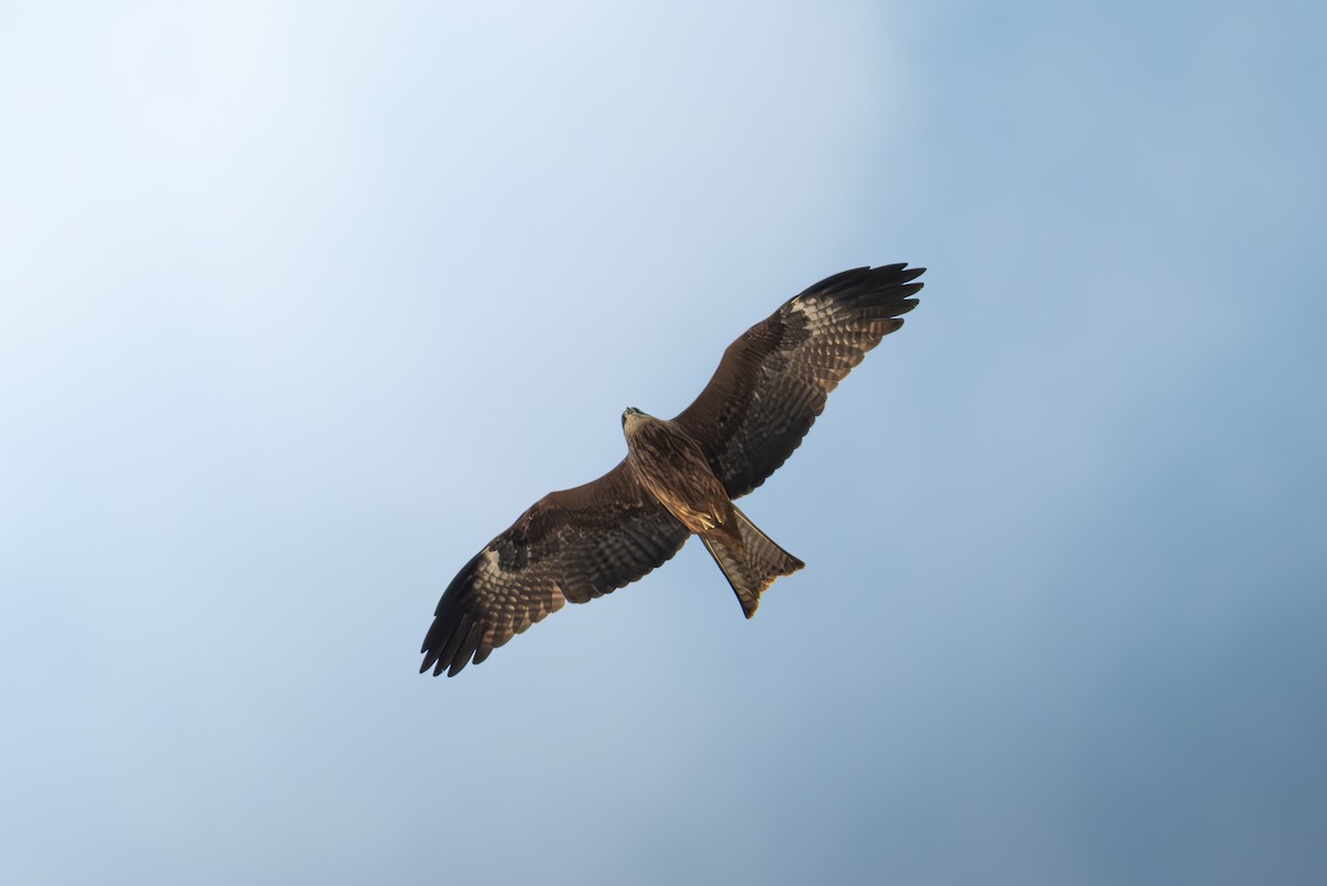 Black Kite - ML635598403