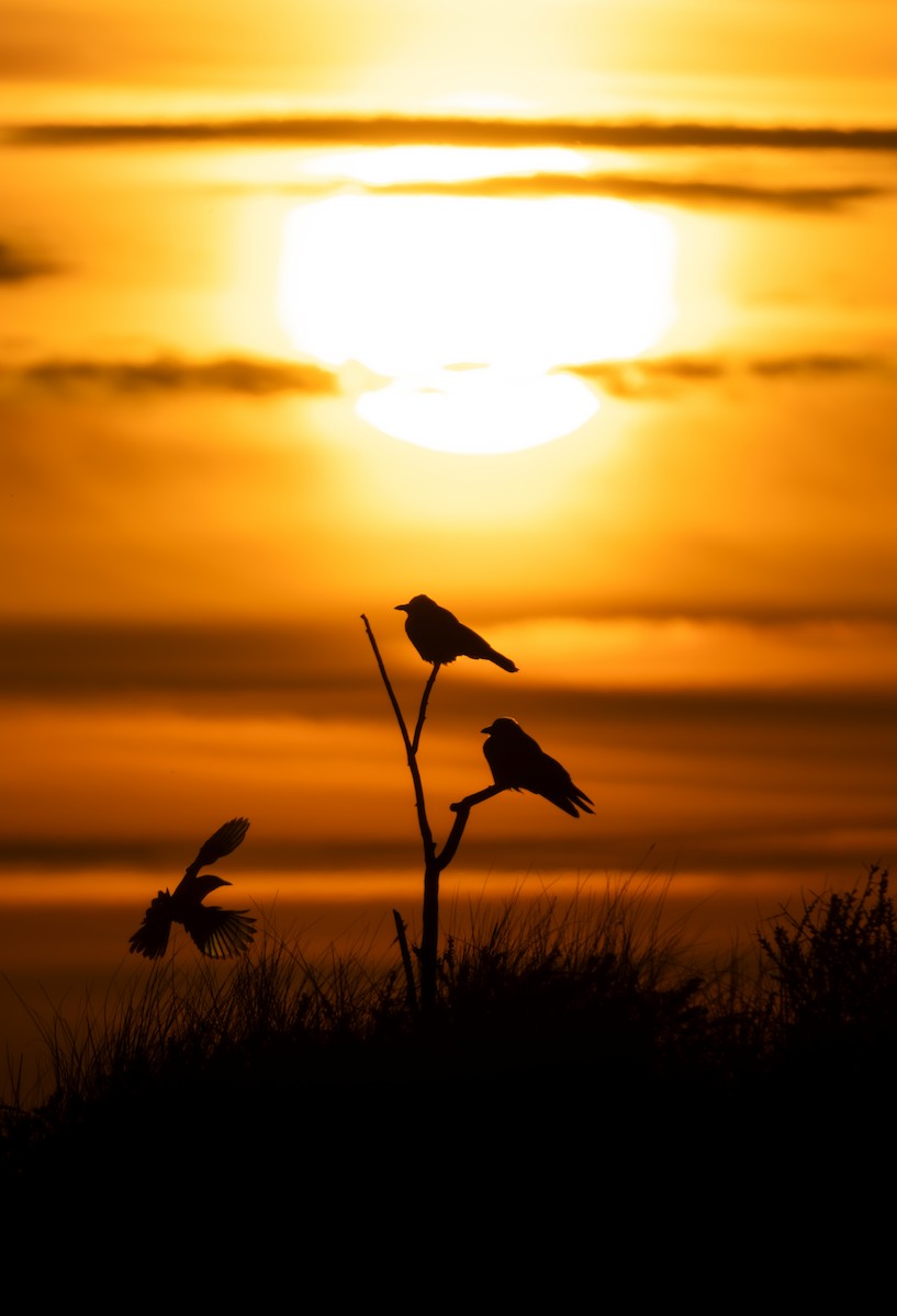 Hooded Crow (Hooded) - ML635598449