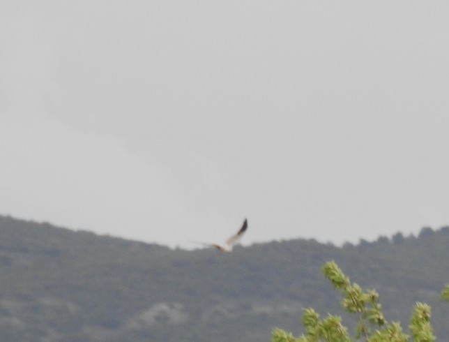Pallid Harrier - ML635598452