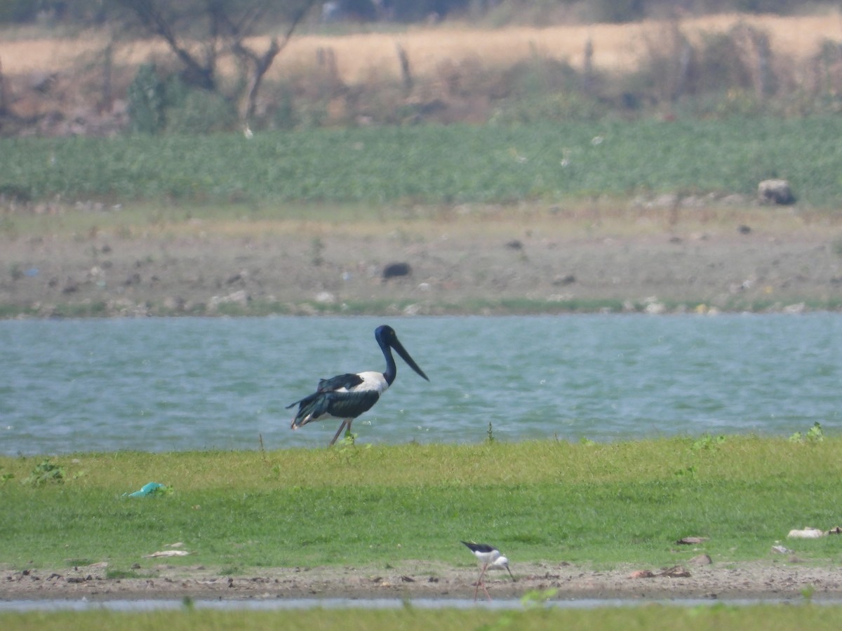 Black-necked Stork - ML635598454