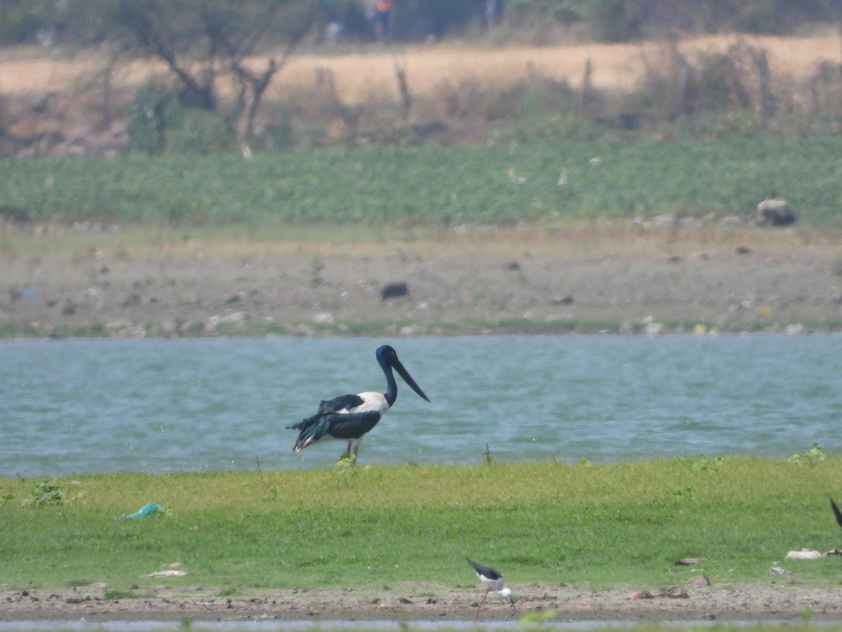 Black-necked Stork - ML635598455