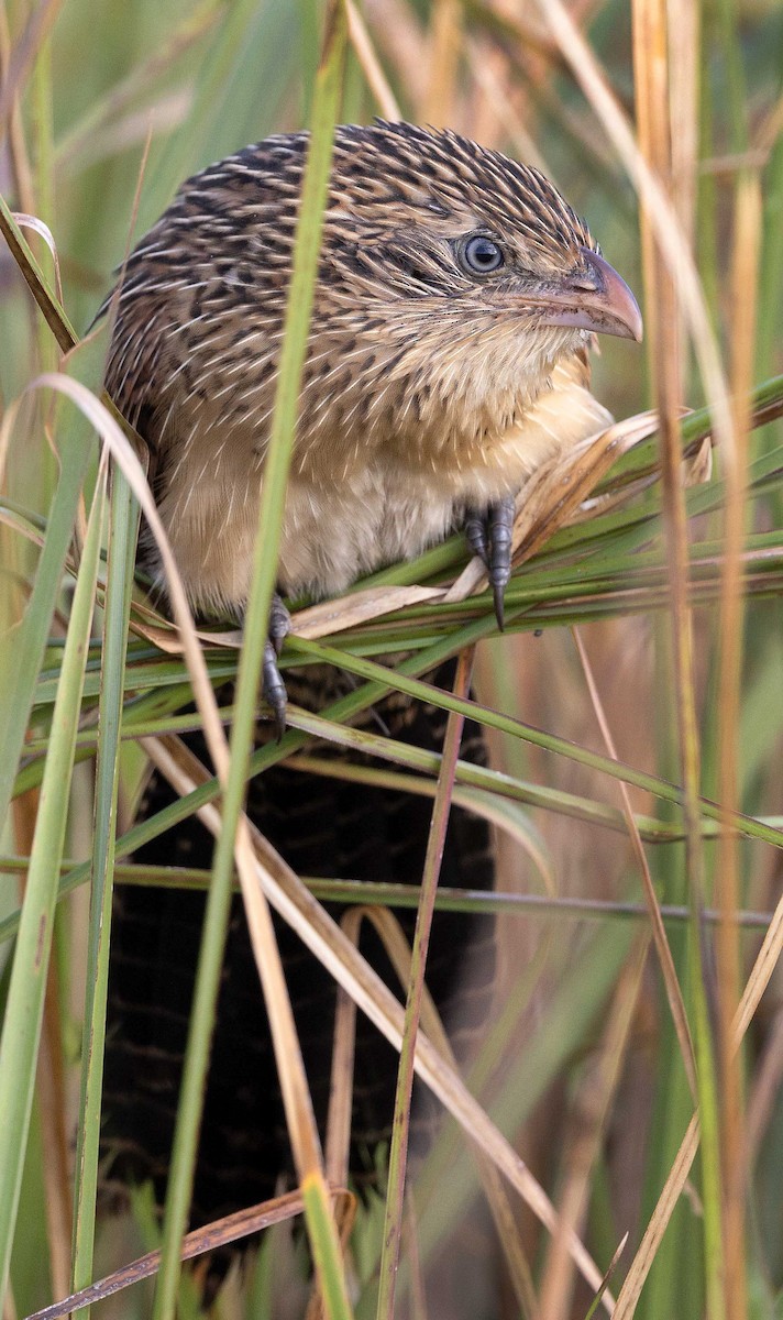 Black Coucal - ML635598471