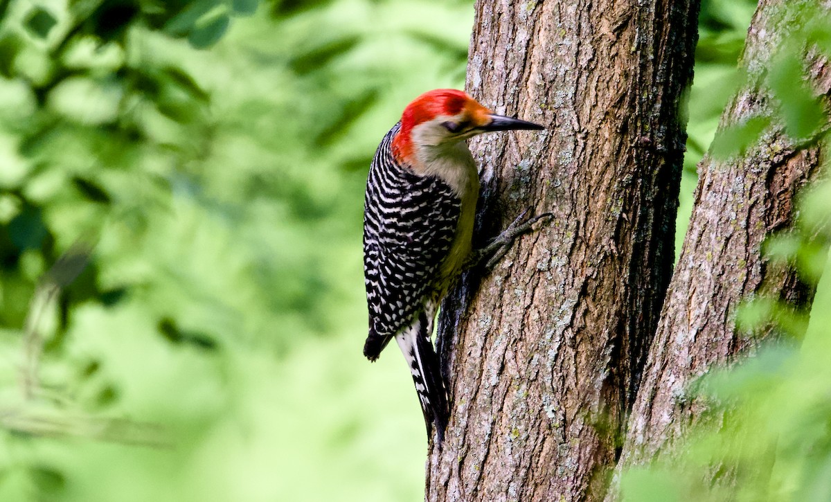 Red-bellied Woodpecker - ML635598496