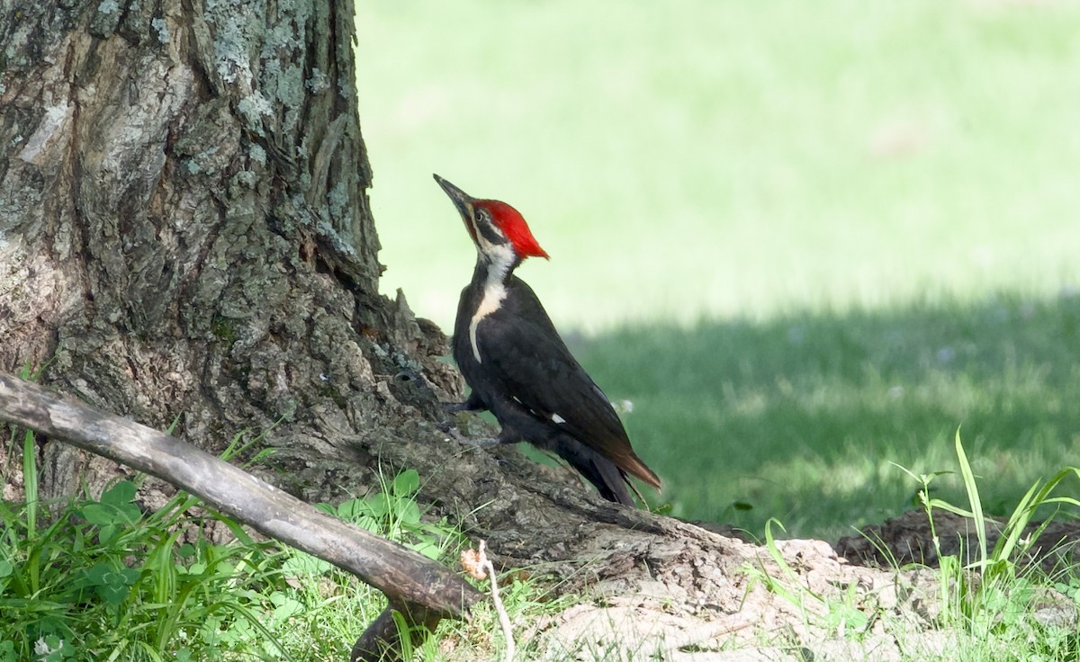 Pileated Woodpecker - ML635598507