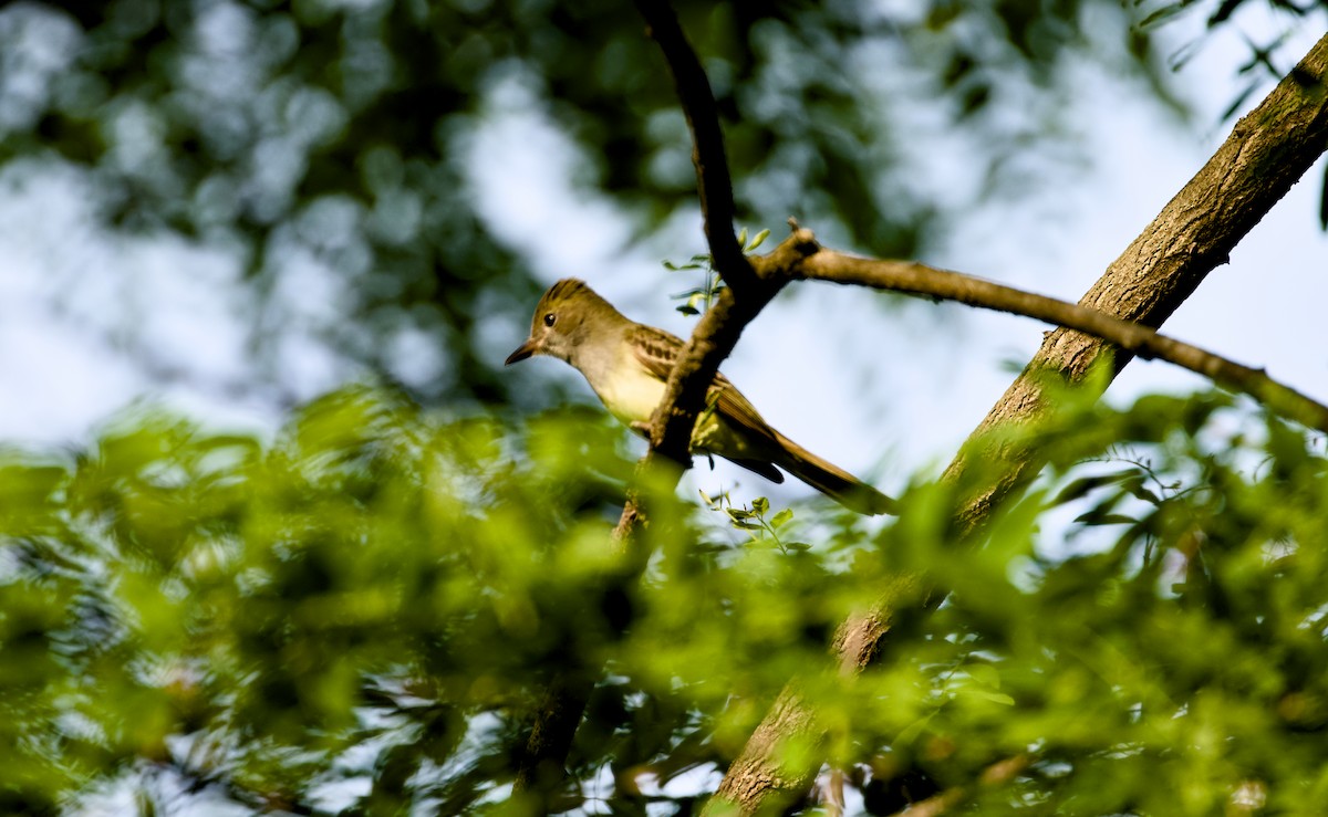 Great Crested Flycatcher - ML635598510