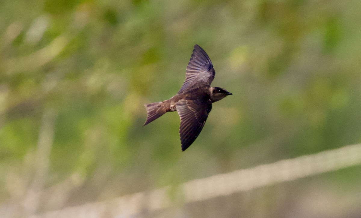 Purple Martin - ML635598518