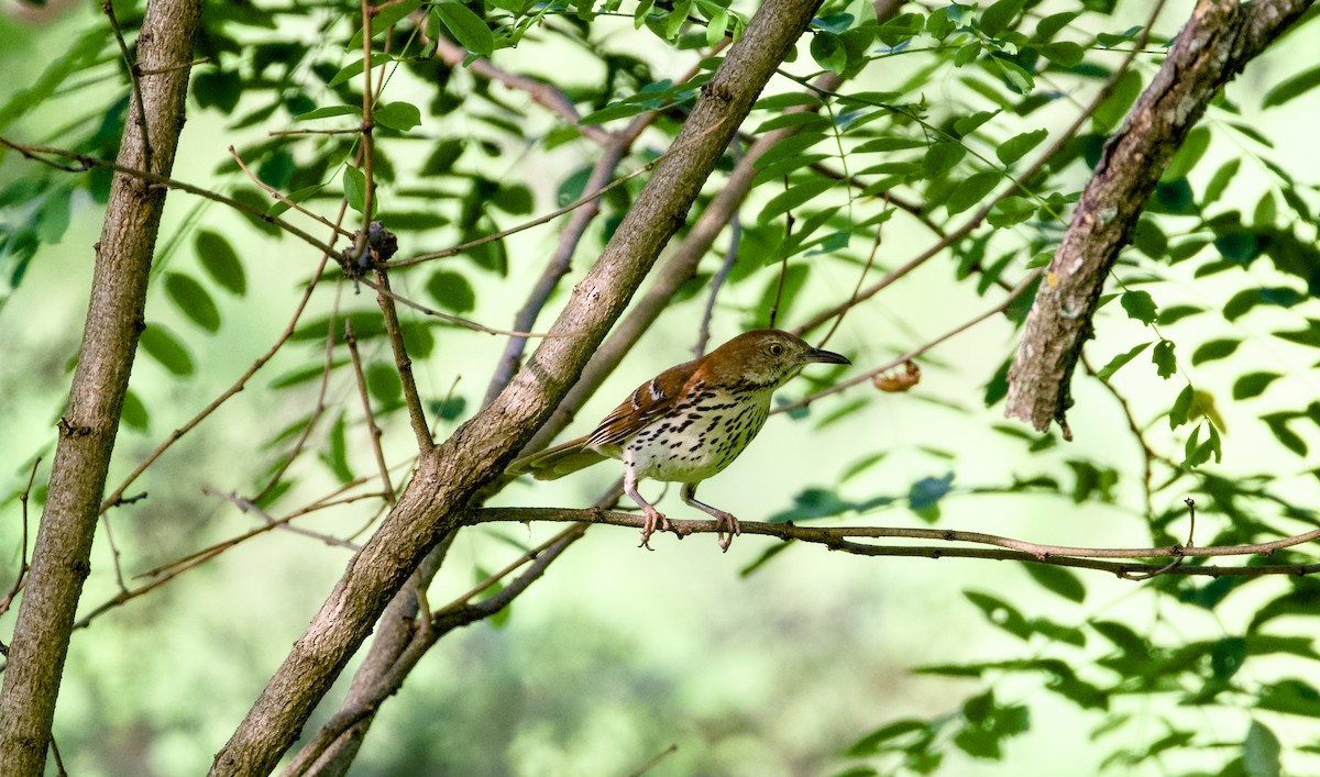 Brown Thrasher - ML635598528