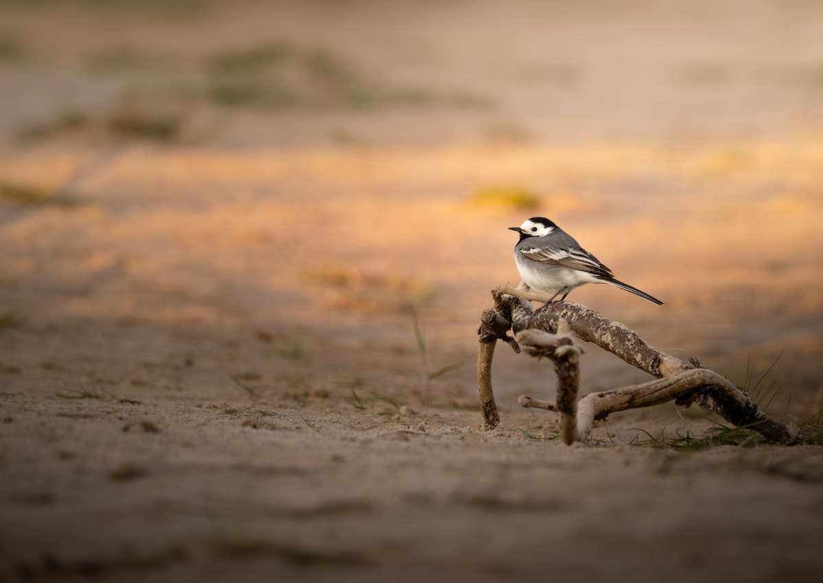 White Wagtail (White-faced) - ML635598536