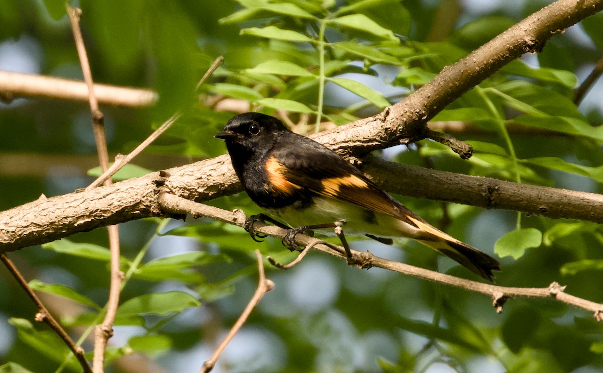 American Redstart - ML635598543