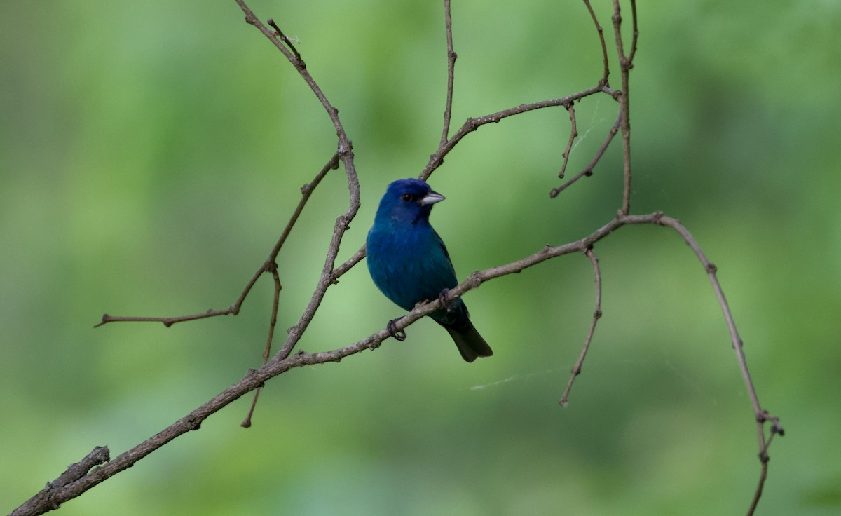 Indigo Bunting - ML635598554