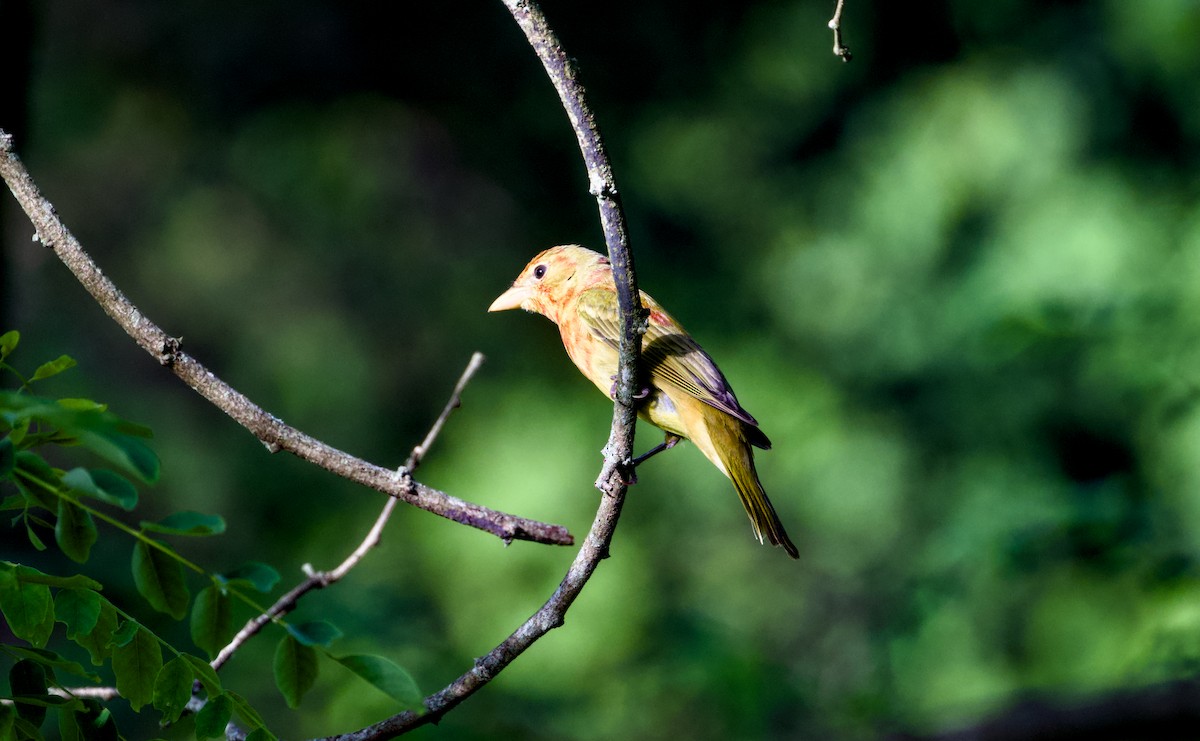 Summer Tanager - ML635598567