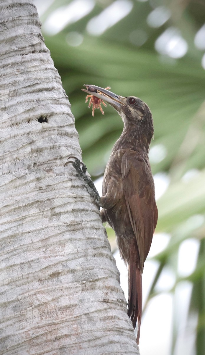 Moustached Woodcreeper - ML635598573