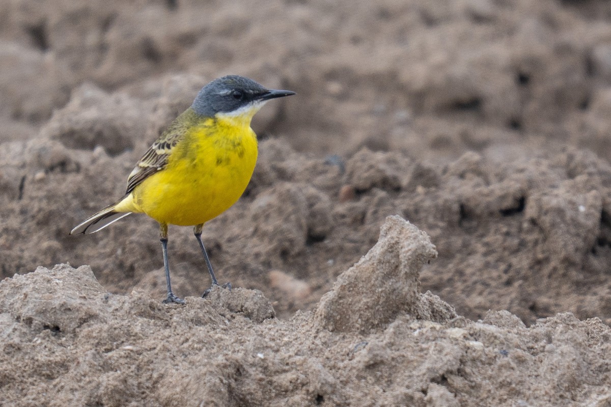 Bergeronnette printanière (iberiae/cinereocapilla/pygmaea) - ML635598588