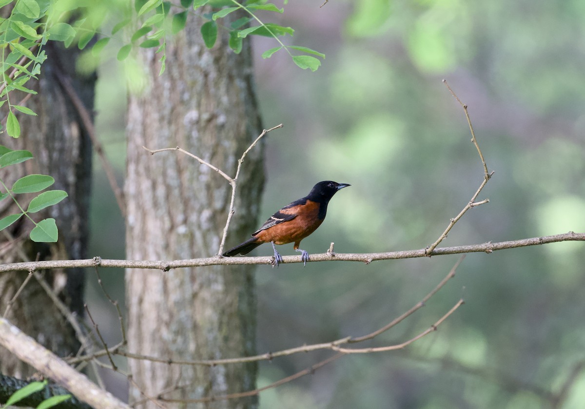 Orchard Oriole - ML635598589