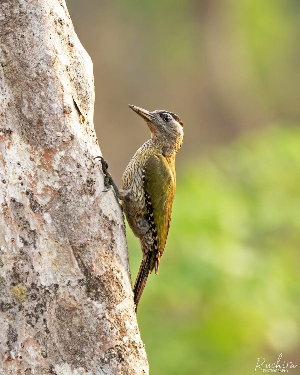 Streak-throated Woodpecker - ML635598647