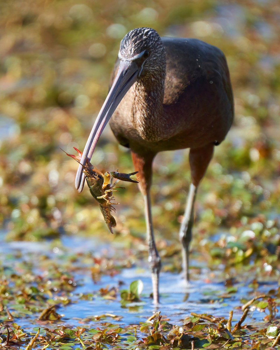 Glossy Ibis - ML635598698