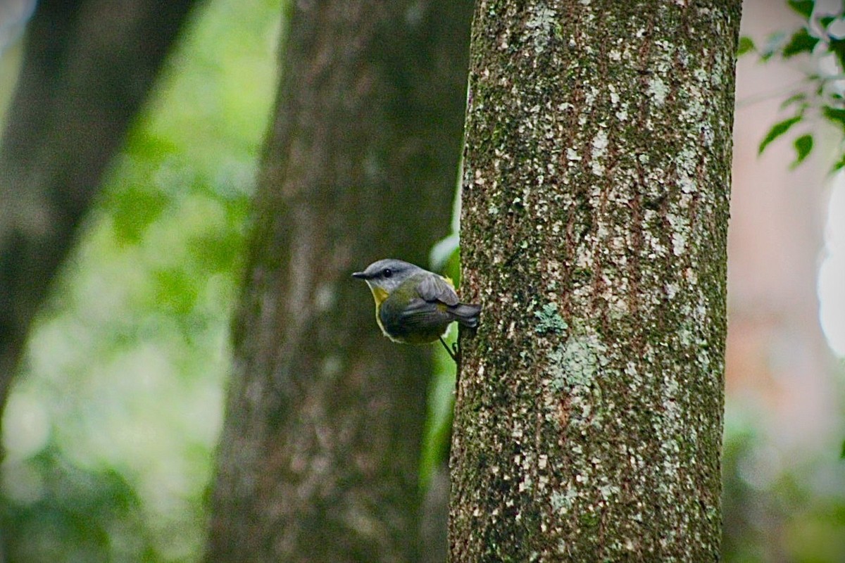 Eastern Yellow Robin - ML635598770