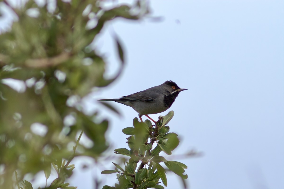 pěnice turecká - ML635598849