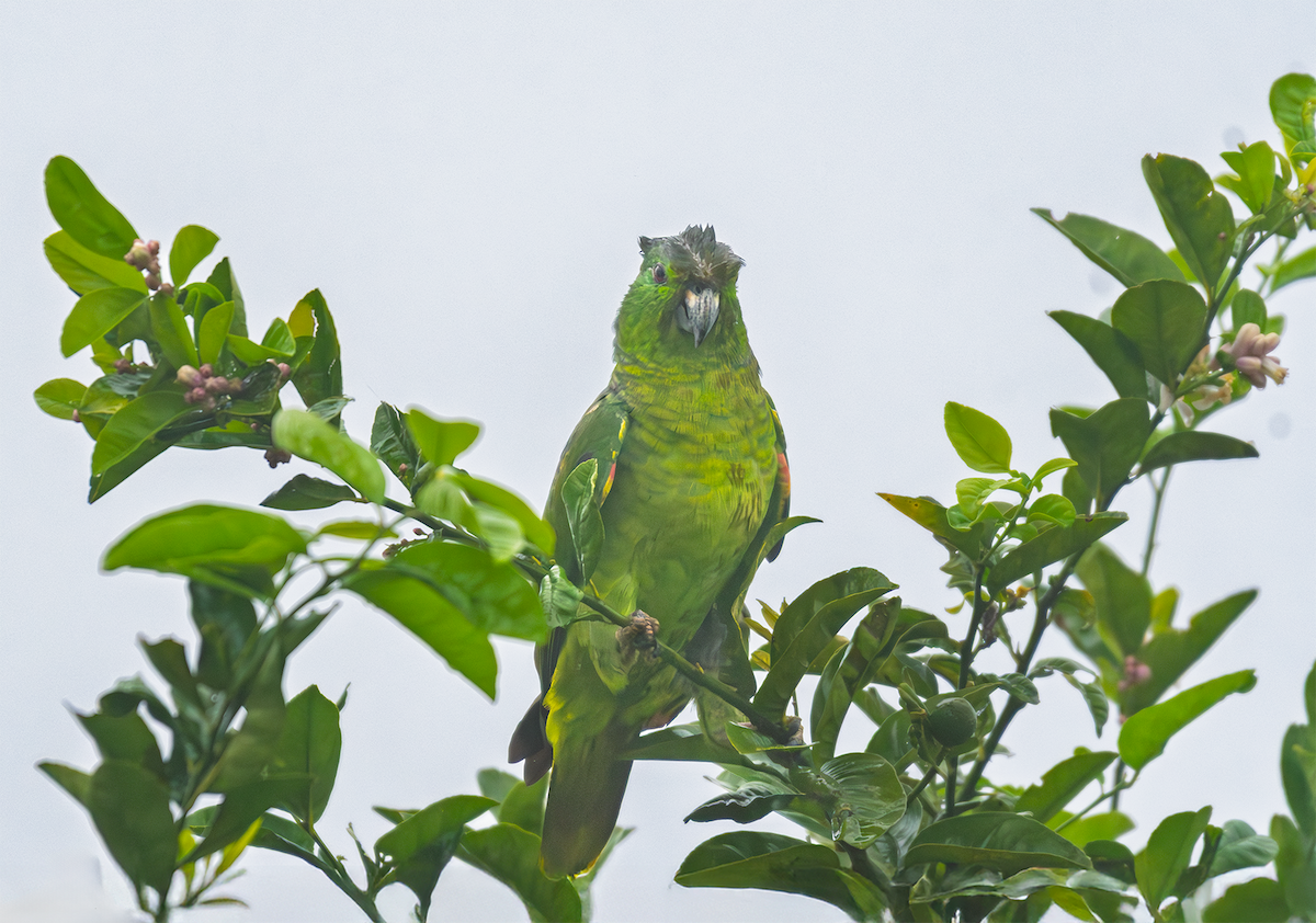 Scaly-naped Amazon - ML635598852