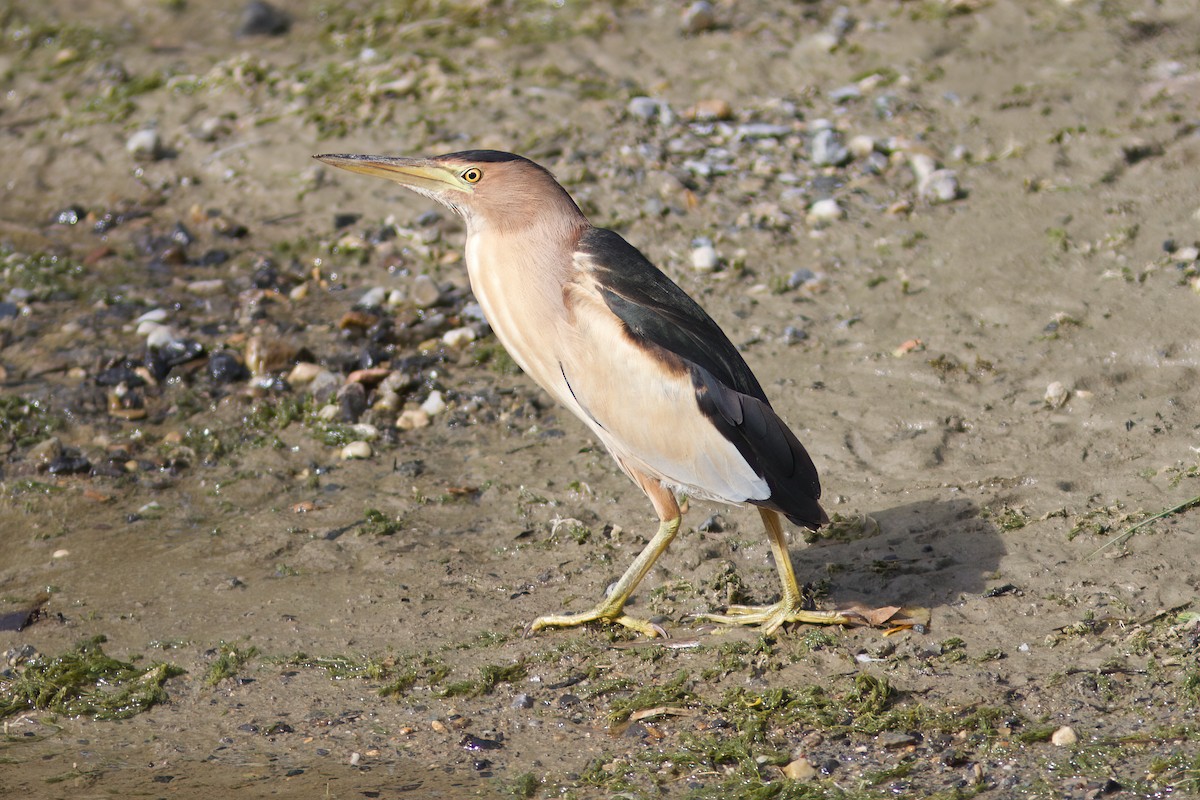 bukáček malý - ML635598868