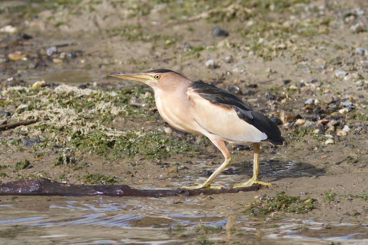 bukáček malý - ML635598869