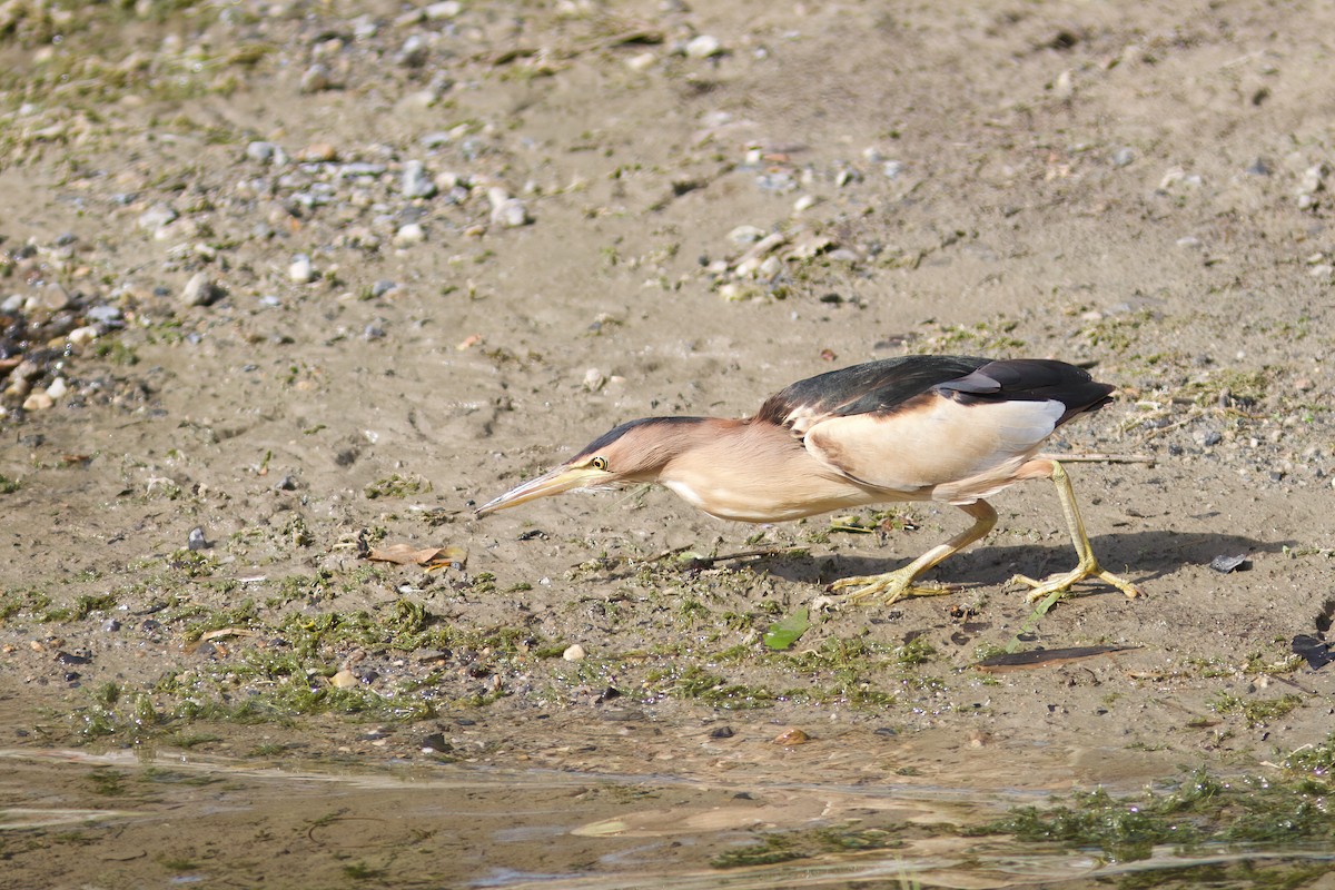 bukáček malý - ML635598870