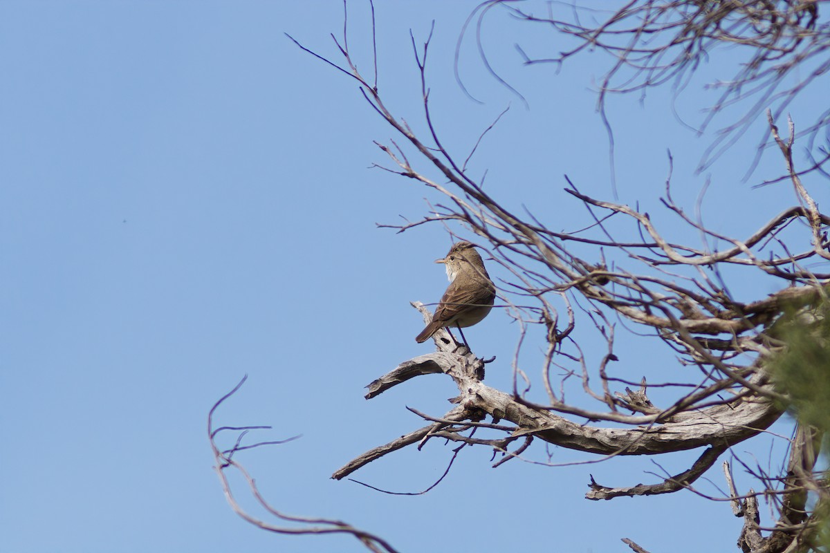 sedmihlásek šedý - ML635598891